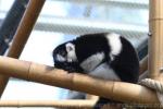 Black-and-white ruffled lemur