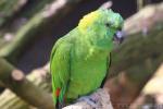 Yellow-naped amazon