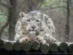 Snow leopard