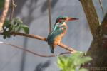 Common kingfisher