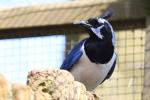 Black-throated magpie-jay