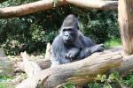 Western lowland gorilla