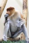 Proboscis monkey