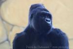 Western lowland gorilla