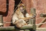 Barbary macaque