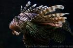 Red lionfish