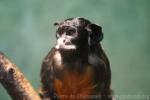 White-lipped tamarin