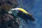 Sling-jaw wrasse