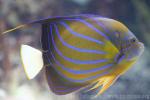 Bluering angelfish