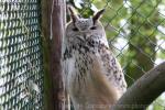 Siberian eagle-owl