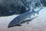 Atlantic sturgeon