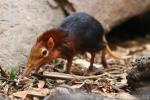 Black-and-rufous elephant shrew