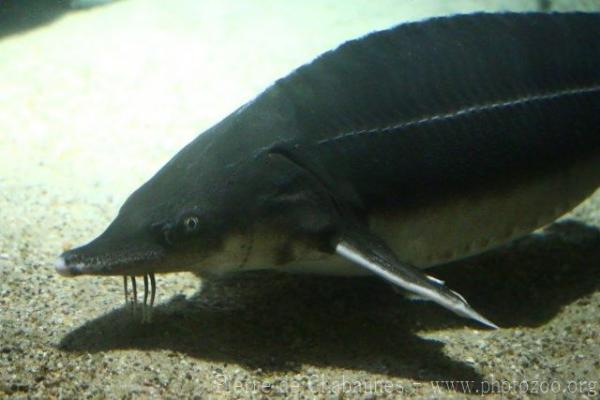 Sterlet sturgeon