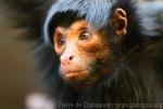 Red-faced spider monkey