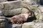 Alpine ibex