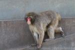 Japanese macaque