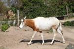 Scimitar-horned oryx