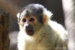 Bolivian squirrel-monkey