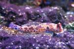 Starry dragonet