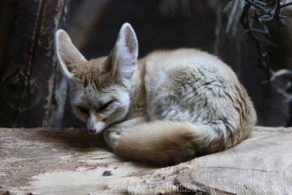 Fennec fox