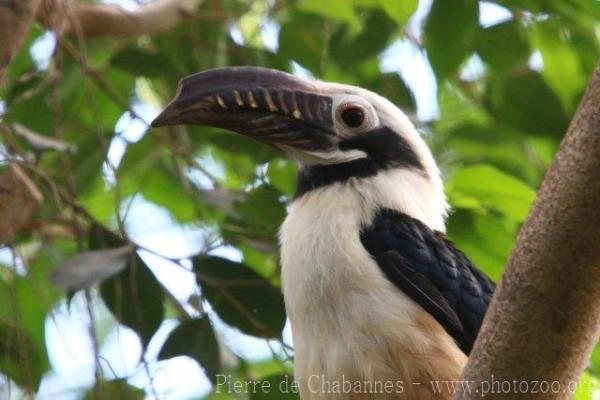 Penelopides panini panini (13)