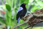 Asian fairy blue bird