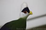 White-crested turaco