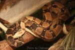 Northern common boa