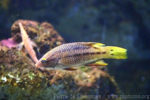 Mexican hogfish