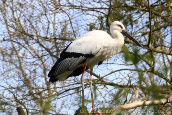 Oriental stork