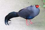 Siamese crested fireback