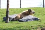 Golden takin