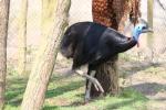 Southern cassowary