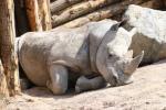 Southern white rhinoceros