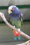 White-crowned parrot