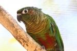 Maroon-bellied parakeet