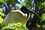 Black-headed ibis