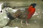 Satyr tragopan