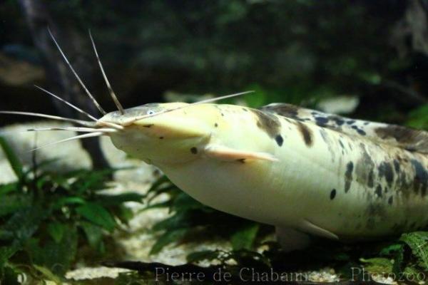 Philippine catfish