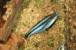 Three-striped african glass catfish