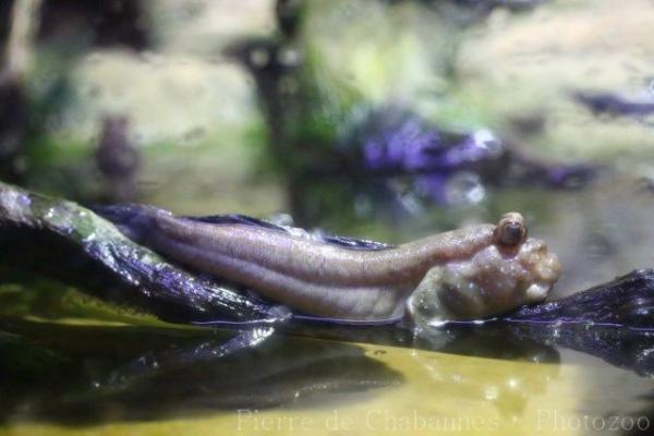 Atlantic mudskipper