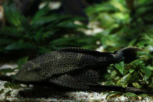 Leopard pleco