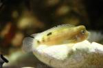 Lionhead cichlid