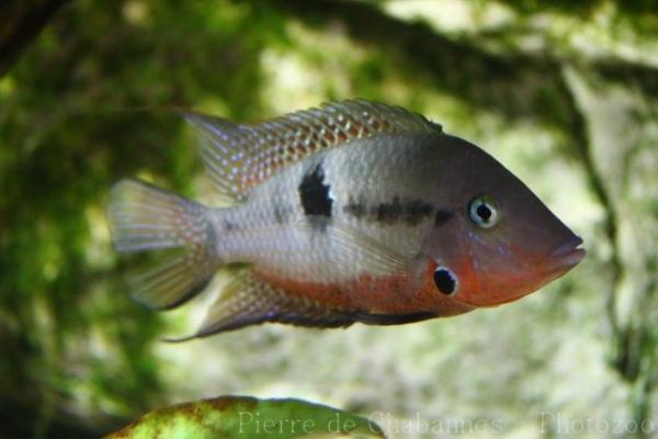 Firemouth cichlid