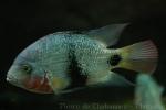 Blackbelt cichlid