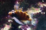 Dwarf lionfish