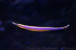 Bluestripe pipefish