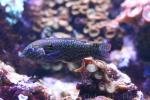 Blackspotted wrasse *