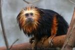 Golden-headed lion tamarin