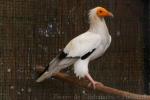 Egyptian vulture